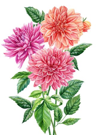 Photo for Bouquet of dahlia flowers. watercolor dalia flowers, hand drawn floral illustration, botanical elements isolated on white background. High quality illustration - Royalty Free Image