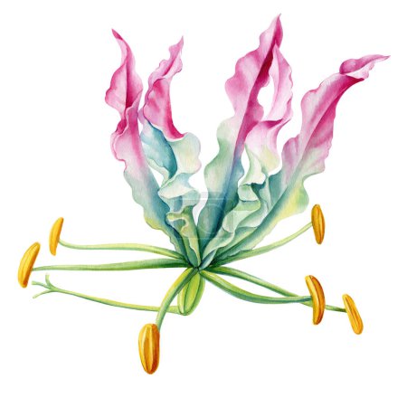 Gloriosa-Lilie. Tropische Blumen auf isoliertem Hintergrund Aquarell botanische Illustration gesetzt, Handzeichnung exotische Flora. Hochwertige Illustration