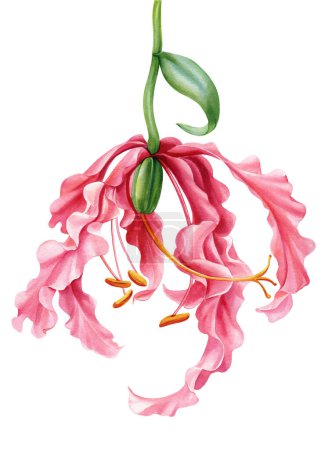 Exotische Blume. Gloria Lilie, Gloriosa isoliert. Aquarell botanische Handzeichnung, tropische rosa Blume, Flammenlilie Illustration. Hochwertige Illustration