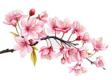 Watercolor sakura, Pink cherry blooming flowers. Isolated realistic pink petals, blossom, branch. Design spring illustration. High quality illustration