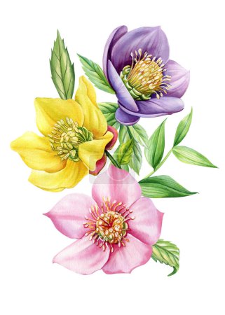 Vintage blumig. Wildblumen Hellebore auf isoliertem weißem Hintergrund. Aquarell handgezeichnete botanische Illustration, floral. Hochwertige Illustration