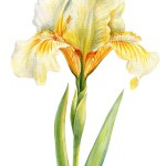 Yellow Iris flower watercolor. Spring blossom flower hand drawn botanical illustration, delicate plant for poster, card. High quality illustration