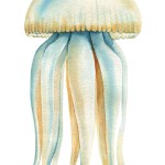 jellyfish on an isolated white background, watercolor hand drawing painting, exotic jellyfish summer sea clipart. High quality illustration
