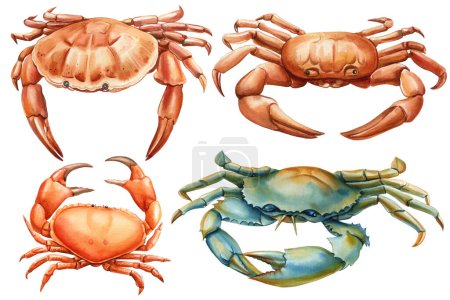 Krabbe auf isoliertem weißem Hintergrund, Handzeichnung, sommerliche Meeresklippe. Aquarell Malerei botanische Illustration. Hochwertige Illustration