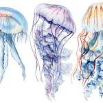 Jellyfish isolated white background. Watercolor painted tropical jellyfish aquatic illustration for design, print. underwater wildlife. High quality illustration