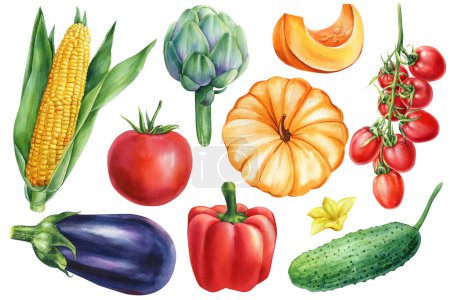 vegetables on isolated white background watercolor hand drawing. vegetables clipart. eggplant, corn, tomato, cucumber, pumpkin. High quality illustration