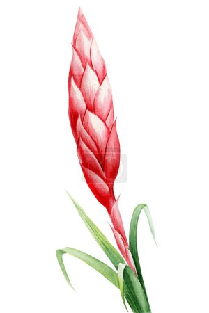 Bromelia tropical flower and leaves on an isolated white background, watercolor painting illustration, exotic flower. High quality illustration
