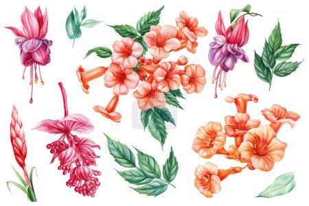 Set tropical flowers, fuchsia, Medinilla, Clematis branch, decorative bright plant, liana isolated, watercolor Campsis flower. High quality illustration