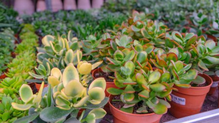 Téléchargez les photos : Sunset Crassula for indoor cultivation and interior decoration in pots in a flower shop. - en image libre de droit