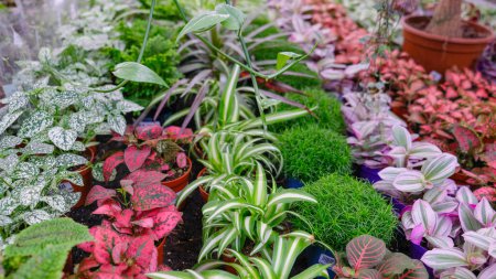 Varias flores en el invernadero: hipoestes, clorofito y comercio Filas de plantas de la casa para la venta en el mercado de flores, tienda.
