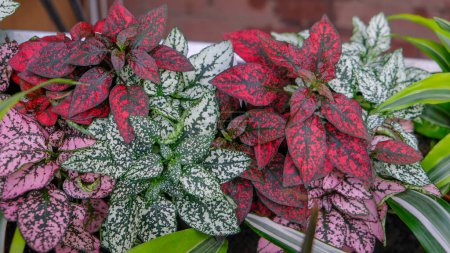 Green, red, white Hypoestes philostachia or peas for indoor cultivation and interior decoration in a flower shop.