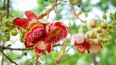 Téléchargez les photos : Couroupita guianensis, fleurs de boule de canon. Fleur rouge gros plan - en image libre de droit