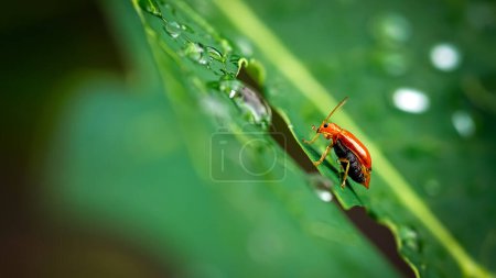 Foto de Estufa de oro insecto, sobre las hojas verdes con gotitas - Imagen libre de derechos
