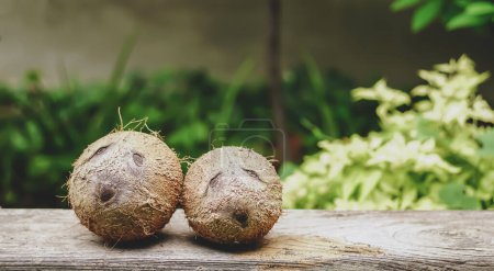 Téléchargez les photos : Deux noix de coco après épluchage. Visages de noix de coco - en image libre de droit