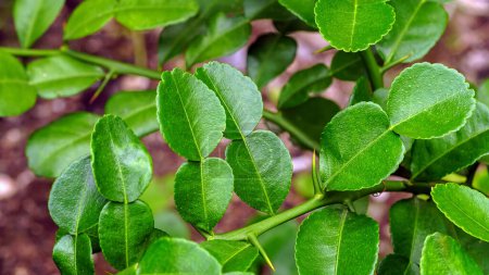 Téléchargez les photos : Feuilles de tilleul kaffir, sur un arbre vert frais. - en image libre de droit