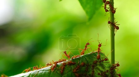 Photo for Red ants are looking for food on green branches. Work ants are walking on the branches to protect the nest in the forest. - Royalty Free Image