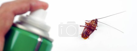 Foto de Spray de cucaracha con latas de spray sobre fondo blanco
. - Imagen libre de derechos