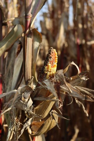 Damaged yellow ripe corn cob in field. Zea mays or maize ear damaged by bird or mouse feeding