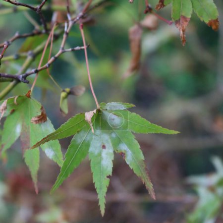 Photo for Acer palmatum "Red emperor with gray mold on green leaves . Red japanese maple tree with spots on leaves on summer. Powdery mildew on tree - Royalty Free Image