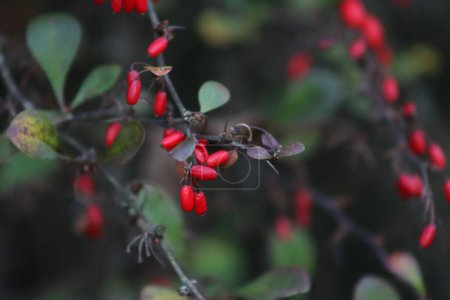 Foto de Primer plano de Berberis thunbergii Espina roja con frutas en el jardín. Rama de Barberry con bayas rojas - Imagen libre de derechos