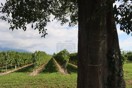 Photo for Pinot Gris  variety vineyard  near a big told tree on a sunny day in the italian countryside - Royalty Free Image