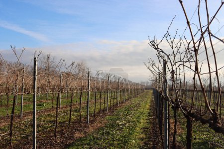 Téléchargez les photos : Pruined Pinot Vineyard  on winter season with many cut branches on the ground in the italian countryside - en image libre de droit