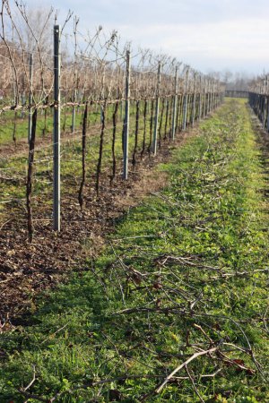 Téléchargez les photos : Pruined Pinot Vineyard  on winter season with many cut branches on the ground in the italian countryside - en image libre de droit