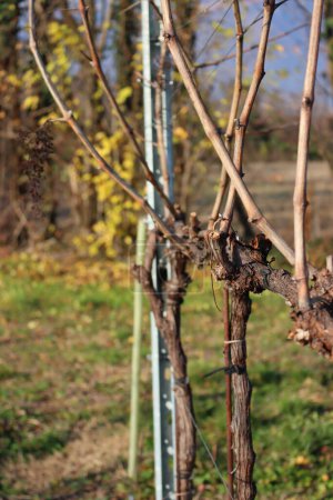 Téléchargez les photos : Close-up of Pruined Pinot Vineyard  on winter season with many cut branches on the ground in the italian countryside - en image libre de droit