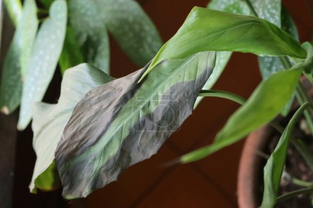 Photo for Close-up of Spathiphyllum with green leaves with brown dry spots. Spathiphyllum plant with disease - Royalty Free Image