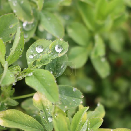 Foto de Planta de alfalfa joven cubierta por gotas de lluvia que crecen en el campo en primavera. Medicago sativa en enfoque selectivo - Imagen libre de derechos