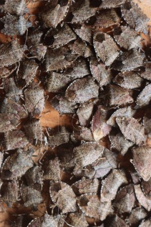 Téléchargez les photos : Groupe de punaises marbrées marbrées marron sur une planche en bois. Infestation par les insectes Halyomorpha halys - en image libre de droit