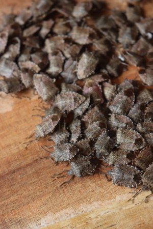 Téléchargez les photos : Groupe de punaises marbrées marbrées marron sur une planche en bois. Infestation par les insectes Halyomorpha halys - en image libre de droit