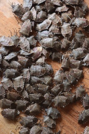 Groupe de punaises marbrées marbrées marron sur une planche en bois. Infestation par les insectes Halyomorpha halys