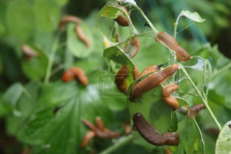 Spanish slugs eating Lunaria green leaves on a rainy day. Arion vulgaris on Lunaria annua plant