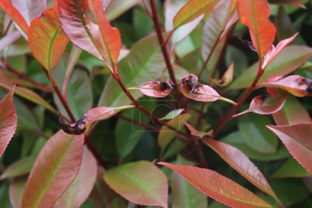 Téléchargez les photos : Gros plan des feuilles rouges de Photinia sur le buisson avec des taches noires sèches endommagées par la sécheresse. Photinia x fraseri avec maladie - en image libre de droit