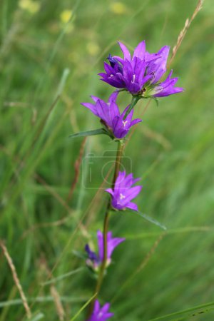 Photo for Campanula trachelium plant with purple flowers in Italy. Wild flower also called Nettle leaved Bellflower - Royalty Free Image