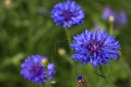 Photo for Centaurea cyanus or  blue common cornflower on summer - Royalty Free Image