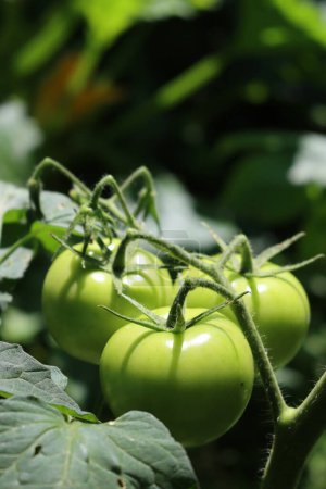 Foto de Green unripe italian Cuor di Bue Tomatoes growing in the vegetable garden in to the sunlight. Oxheart tomato - Imagen libre de derechos