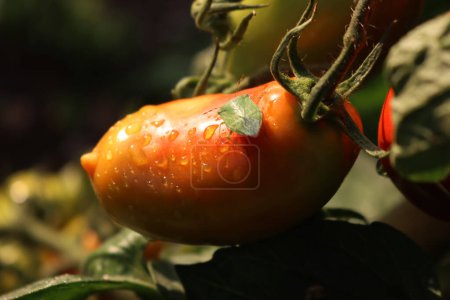 Grüner Schildkäfer an einer roten Tomate im Gemüsegarten. Nezara viridula Insekt auf beschädigtem Anbau