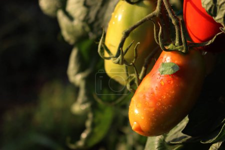 Insecto escudo verde en un tomate rojo en el huerto. Insecto Nezara viridula en cultivo dañado