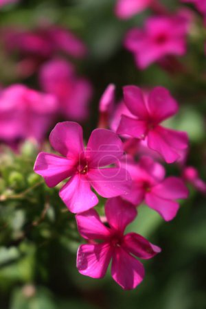 Photo for Close-up of bright pink Phlox flowers in the garden on summer season on selective focus - Royalty Free Image