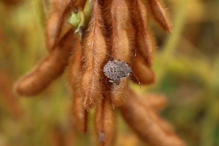Téléchargez les photos : Gros plan de nombreuses punaises marbrées marbrées sur des plants de soja au champ. Insecte Halyomorpha halys au stade nymphe en Italie - en image libre de droit