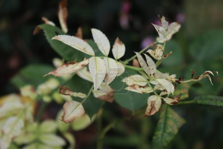 Foto de Primer plano de la enfermedad por clorosis de hierro en hojas verdes de rosal en el macizo de flores - Imagen libre de derechos