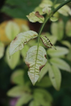 Photo for Close-up of Iron chlorosis disease on a green leaves of rose bush in the flowerbed - Royalty Free Image