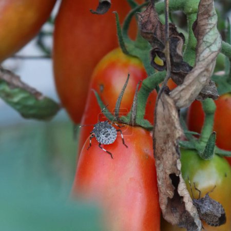 Téléchargez les photos : Gros plan de nombreuses punaises marbrées marbrées marbrées sur de longues tomates rouges mûres poussant sur des plantes dans le potager. Halyomorpha halys sur Solanum lycopersicum - en image libre de droit