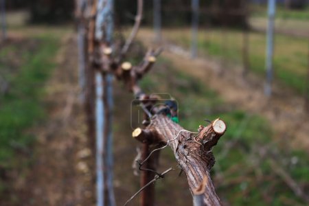 Close-up of pruined Pinot Vineyard on winter season in the italian countryside on a winter day