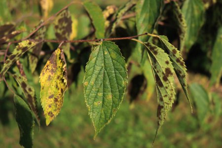 Celtis australis with fungal disease. European nettle tree with many dark spots on leaves
