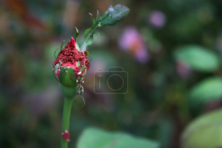 Photo for Close-up of red rose blossom damged by aphid infestation. Green aphids infesting a rose plant - Royalty Free Image