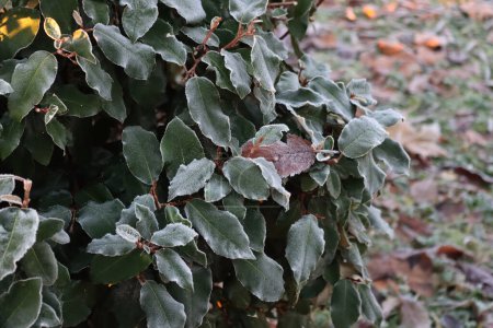 Photo for Eleagnus x Ebbingei bush covered by frost on winter season. Eleagnus bush also called japanese Goumi in the garden - Royalty Free Image