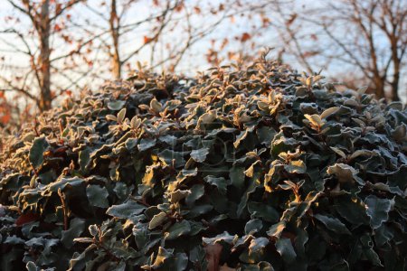 Photo for Eleagnus x Ebbingei bush covered by frost on winter season. Eleagnus bush also called japanese Goumi in the garden - Royalty Free Image